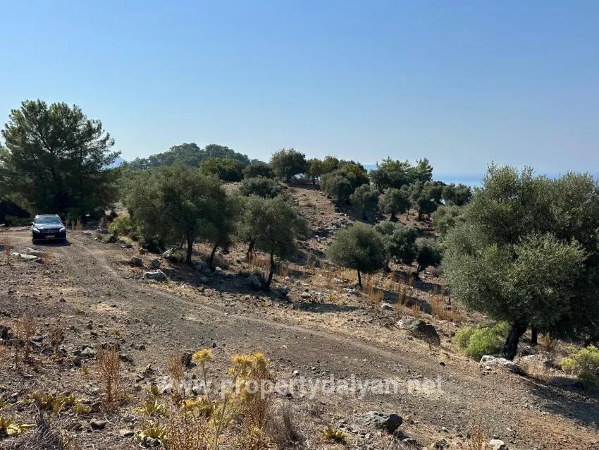 Feld Zu verkaufen in Çandır Bz. Köyceğiz - Feld-Zonierung - 21.000 m²