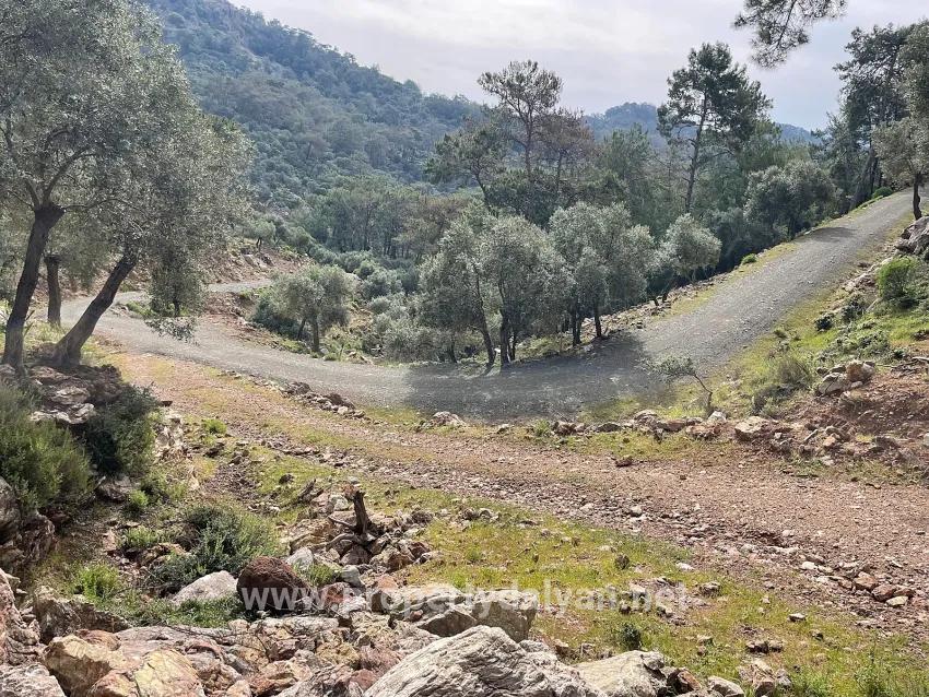 Feld Zu verkaufen in Ekincik Bz. Köyceğiz - Olive-Zonierung - 7.000 m²
