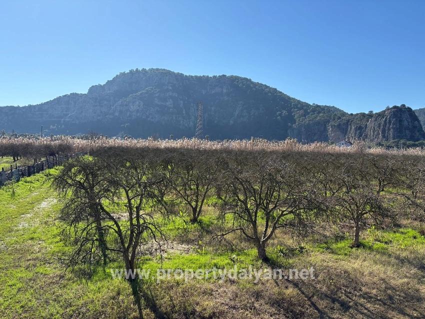 5985 M² Großes Grundstück In Dalyan Zu Verkaufen, Ausgewiesen Für 5 % Weinbau/obstbau.