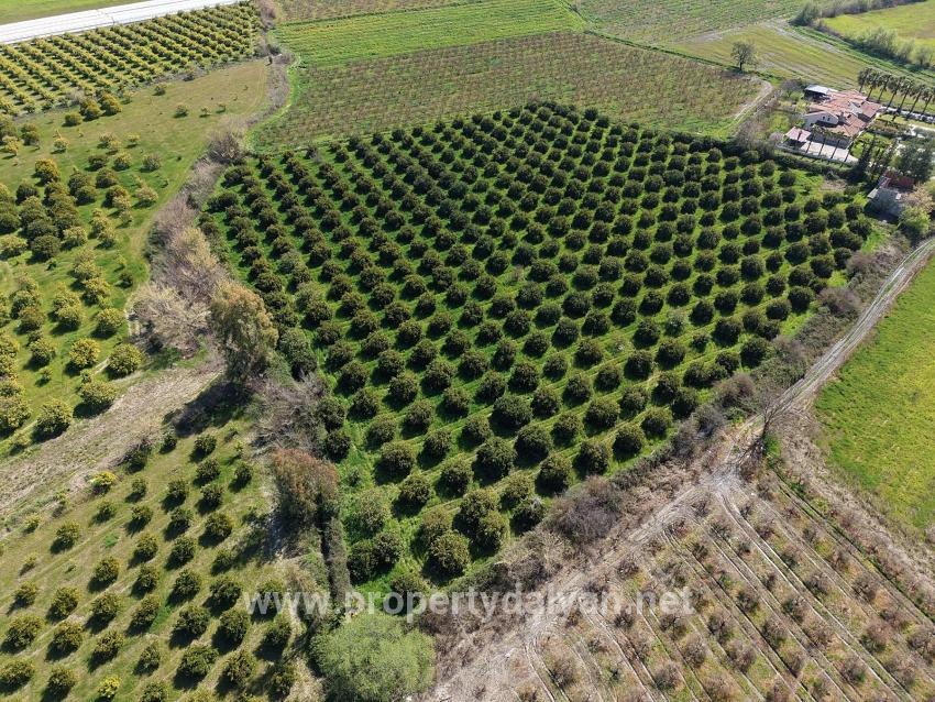 17.550 M2 Weinberg-bahce Zum Verkauf In Der Nähe Des Dalyan Centers