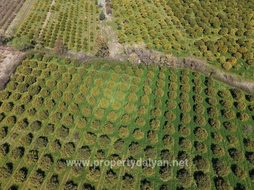 17.550 M2 Weinberg-bahce Zum Verkauf In Der Nähe Des Dalyan Centers
