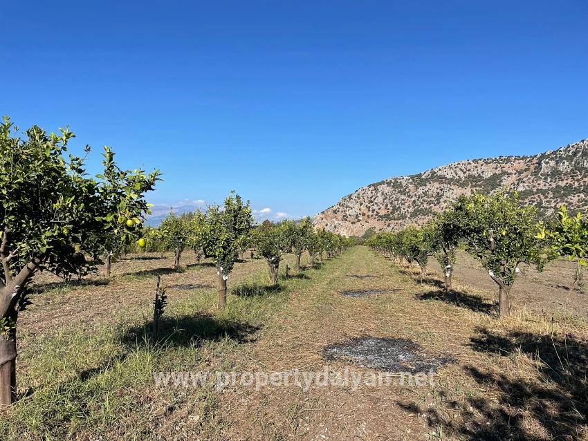 6600 M² Großes Grundstück In Der Nähe Des Zentrums Von Dalyan Zu Verkaufen.