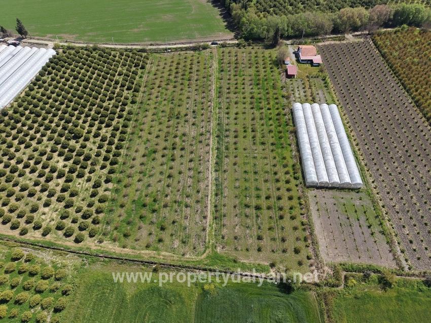 16.000 M² Großer Granatapfelgarten In Eskiköy Zu Verkaufen
