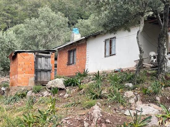 Köyceğiz Ekincik mit Meerblick 7.000m2 2b zu verkaufen Olivenhain