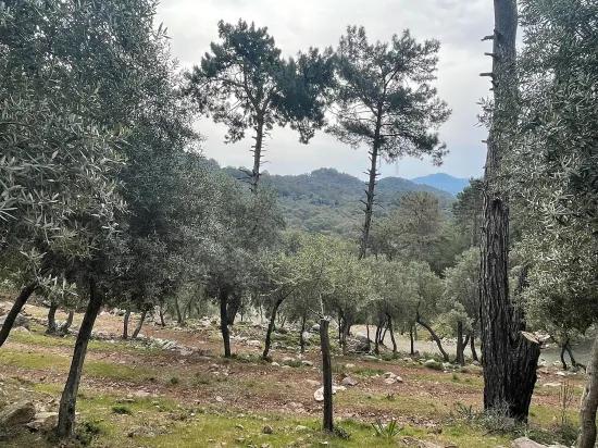 Köyceğiz Ekincik mit Meerblick 7.000m2 2b zu verkaufen Olivenhain