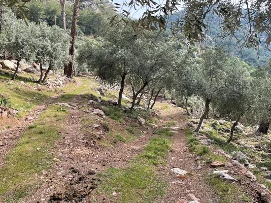 Köyceğiz Ekincik mit Meerblick 7.000m2 2b zu verkaufen Olivenhain