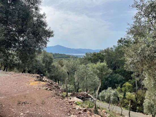 Köyceğiz Ekincik mit Meerblick 7.000m2 2b zu verkaufen Olivenhain