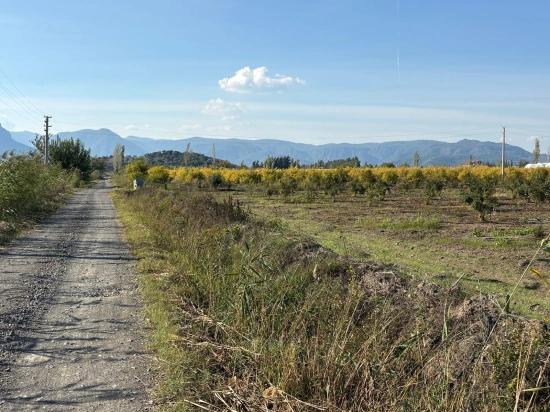 21500 M² Großer Granatapfelgarten In Eskiköy Zu Verkaufen