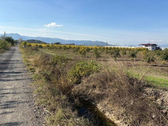 21500 M² Großer Granatapfelgarten In Eskiköy Zu Verkaufen