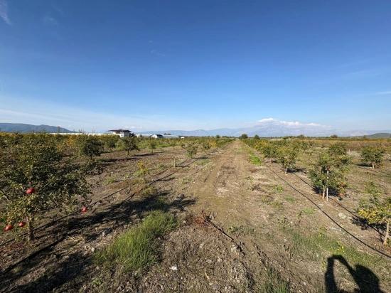 21500 M² Großer Granatapfelgarten In Eskiköy Zu Verkaufen