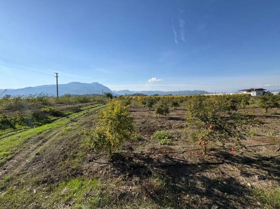 21500 M² Großer Granatapfelgarten In Eskiköy Zu Verkaufen