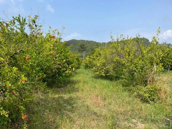 7800 M² Großes Grundstück Zum Verkauf In Gökbel, Neben Der Iztuzu Beach Road