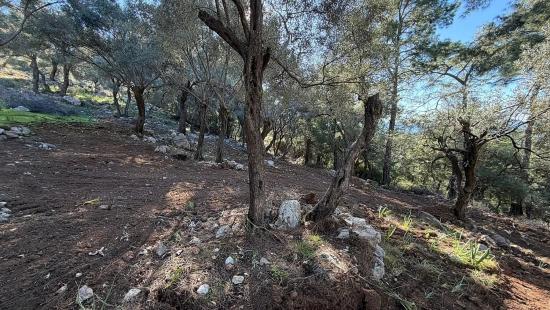 2b-feld Von 5715 M2 Zum Verkauf Mit Vollem Meerblick In Çandır