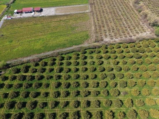 17.550 M2 Weinberg-bahce Zum Verkauf In Der Nähe Des Dalyan Centers