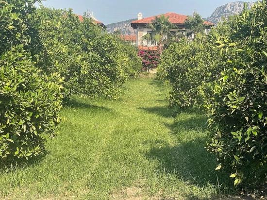 722m2 Grundstück Zum Verkauf In Dalyan Gülpınar
