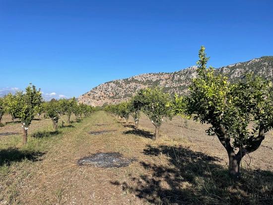 6600 M² Großes Grundstück In Der Nähe Des Zentrums Von Dalyan Zu Verkaufen.