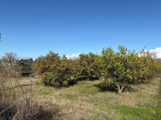 23.000 M² Großes Freistehendes Grundstück In Tepearası Zu Verkaufen.