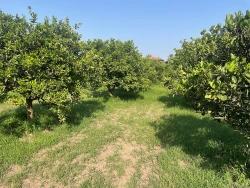 Land Zu verkaufen in Dalyan Bz. Ortaca - Gehäuse-Zonierung - 722 m²