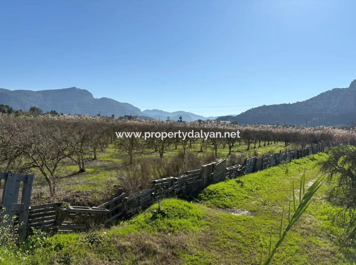 5985M2 5% Zoniertes Land Zum Verkauf In Dalyan Als Weinberggarten