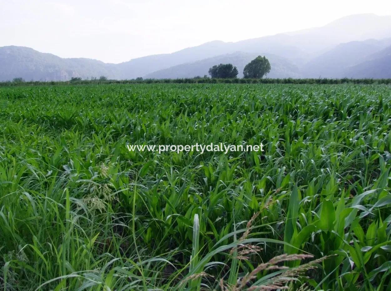 Bauernhof Zum Verkauf In Der Nähe Des Zentrums Von Dalyan,14, 612M2 Bauernhof Zum Verkauf