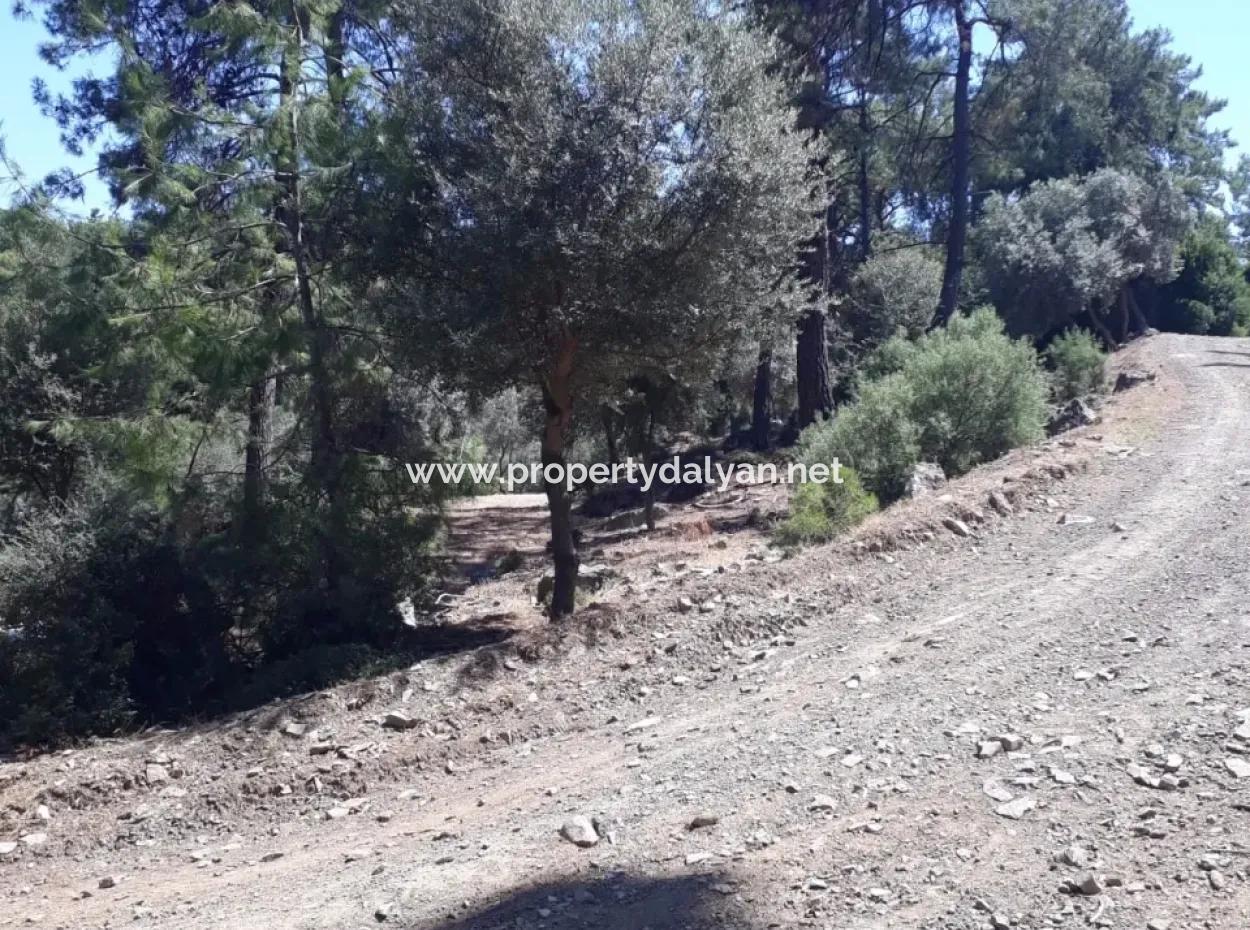Dalyan Iztuzu In Der Dalyan Zum Verkauf Zum Verkauf In Der Candır 2367M2 2B