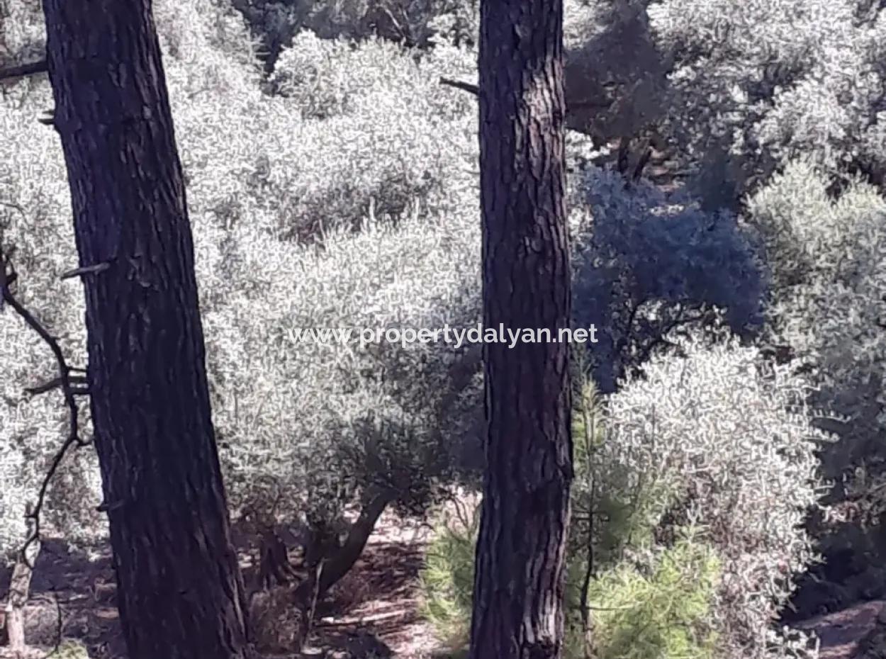 Dalyan Iztuzu In Der Dalyan Zum Verkauf Zum Verkauf In Der Candır 2367M2 2B