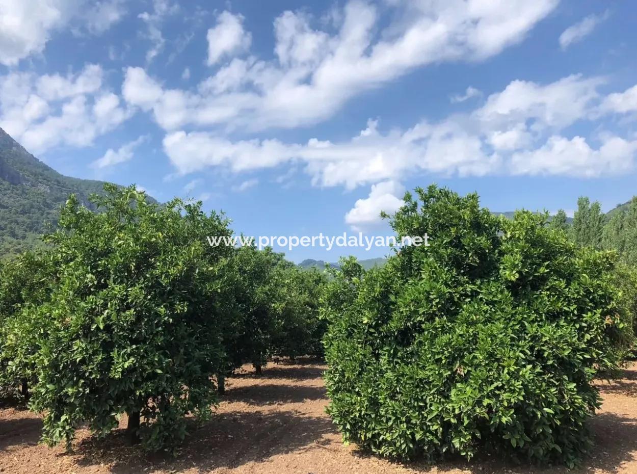 Sultaniye Sultaniye Koycegiz See Grundstück Zum Verkauf Zum Verkauf In By The Sea