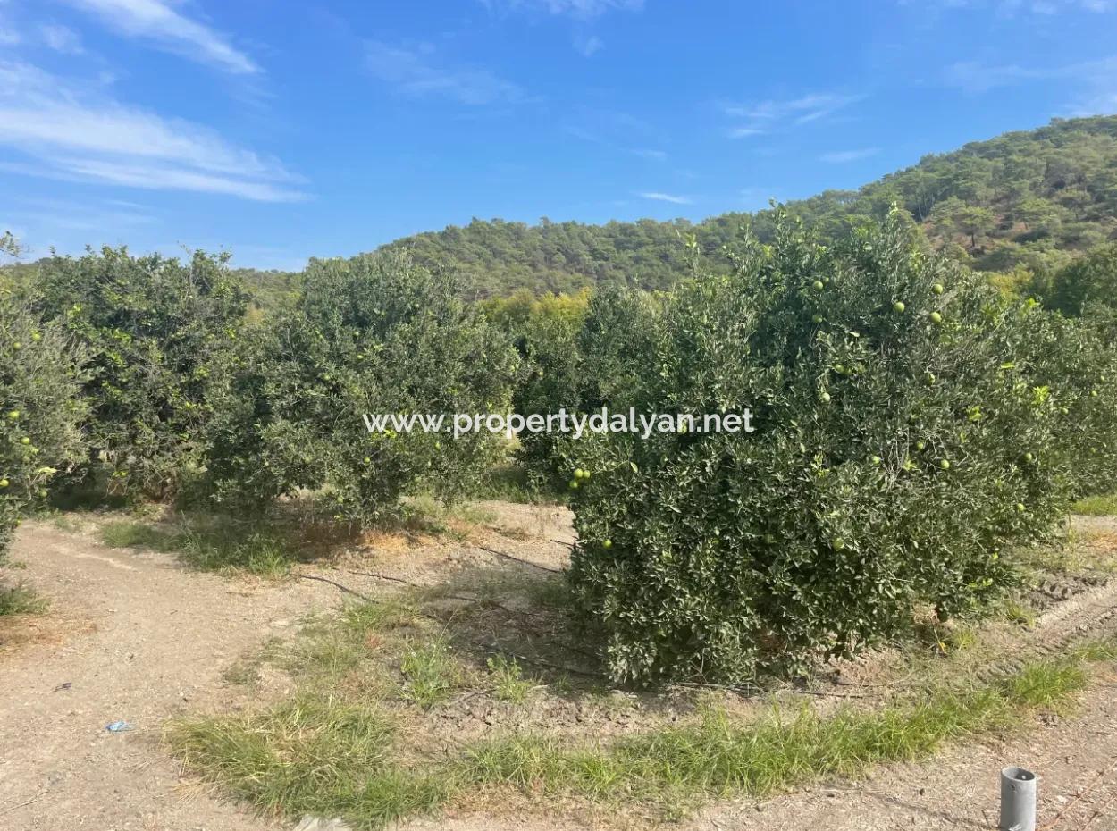 4000M2 Land Zum Verkauf In Bebautem Gebiet In Tepearasin