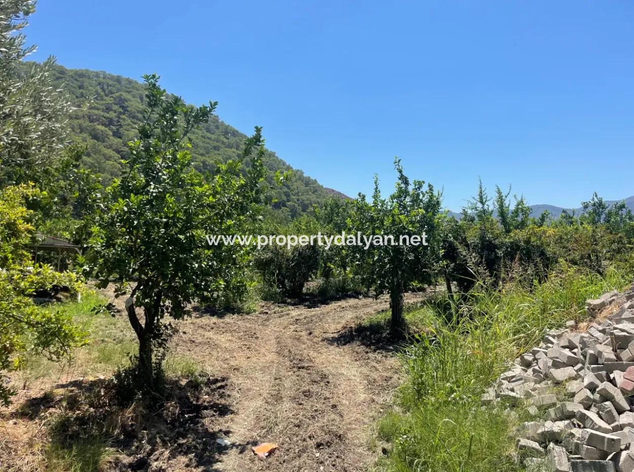 Straßenneuer 6820M2 Granatapfel- Und Zitronengarten Steht In Tepearası Zum Verkauf
