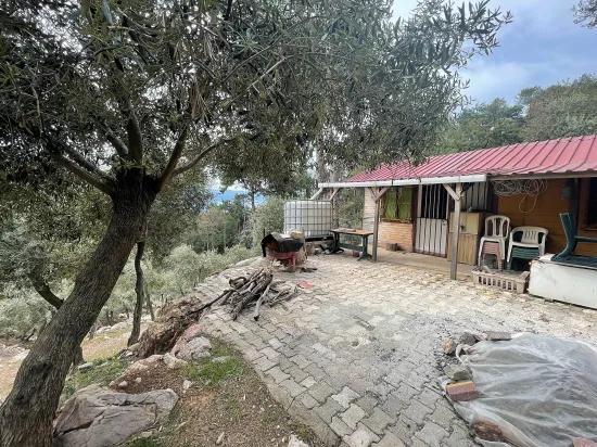 Köyceğiz Ekincik Mit Meerblick 7.000m2 2b Zu Verkaufen Olivenhain