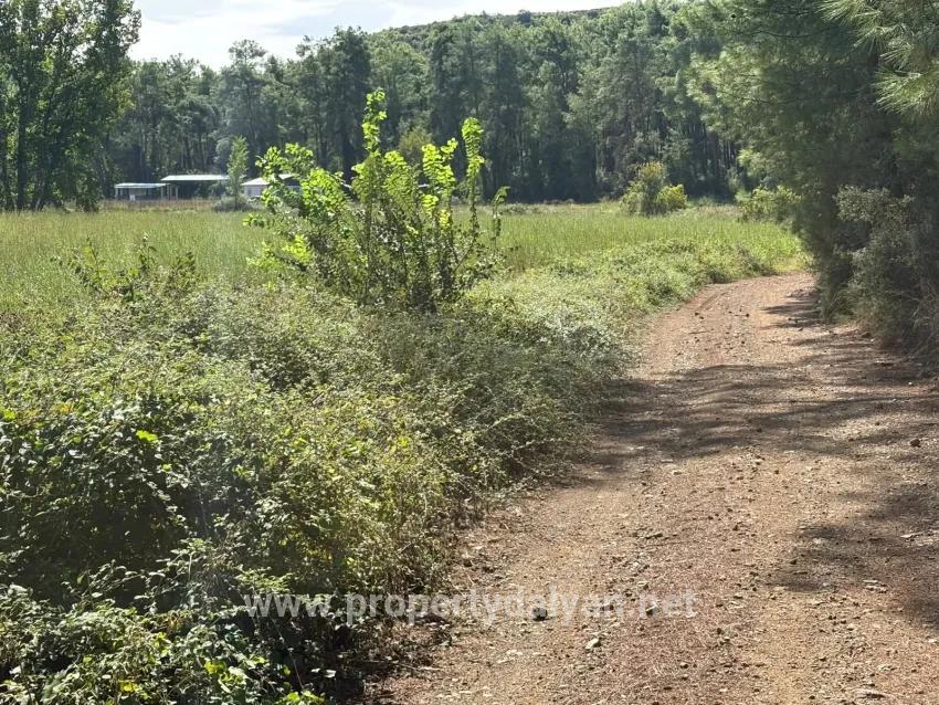 Field For sale in Zeytinalanı Nbh. Köyceğiz - Field Zoned - 10.500 m²