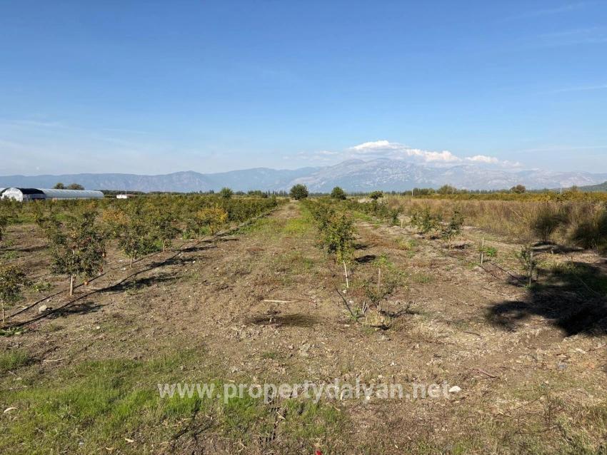 21500m2 Pomegranate Garden For Sale In Eskiköy