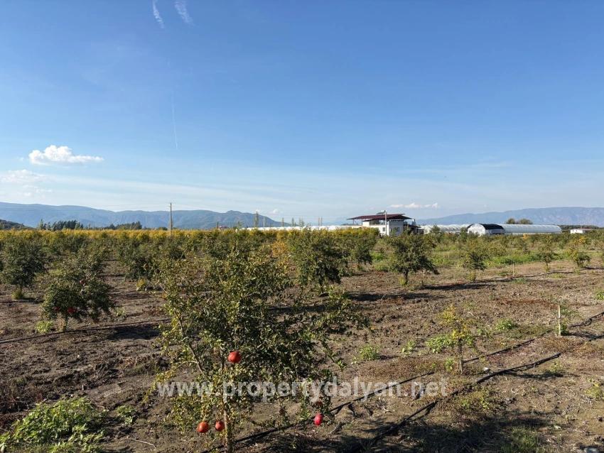 21500m2 Pomegranate Garden For Sale In Eskiköy