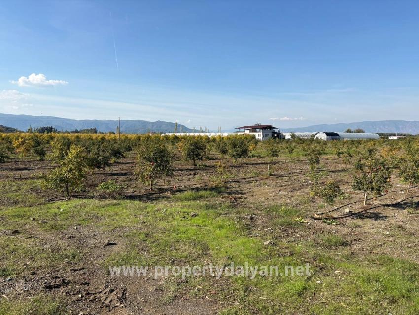 21500m2 Pomegranate Garden For Sale In Eskiköy