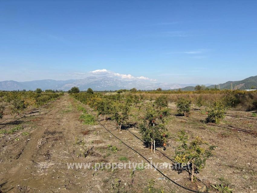 21500m2 Pomegranate Garden For Sale In Eskiköy