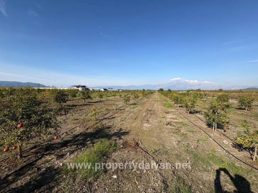 21500m2 Pomegranate Garden For Sale In Eskiköy
