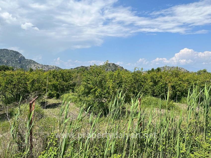 5,100 M² Plot Of Land For Sale In Dalyan, Maraş Area, Zoned For 5% Residential Use.