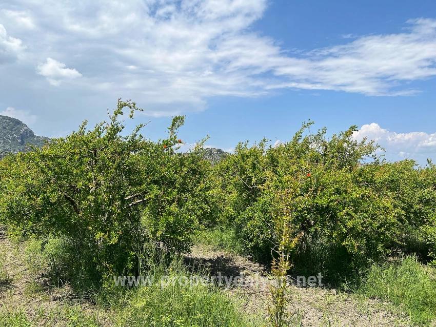 5,100 M² Plot Of Land For Sale In Dalyan, Maraş Area, Zoned For 5% Residential Use.