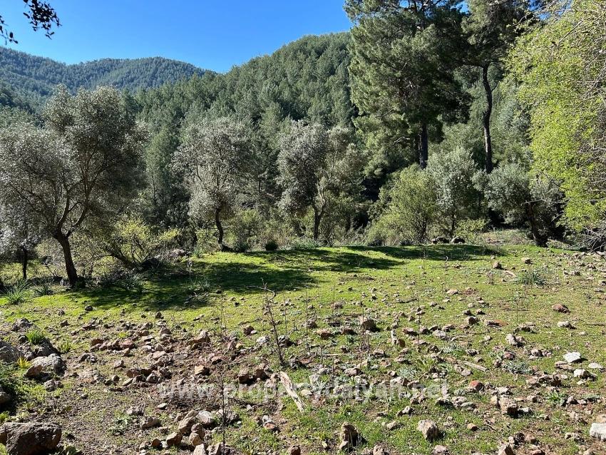 Land For Sale In Gökbel, Surrounded By Nature And Forest.