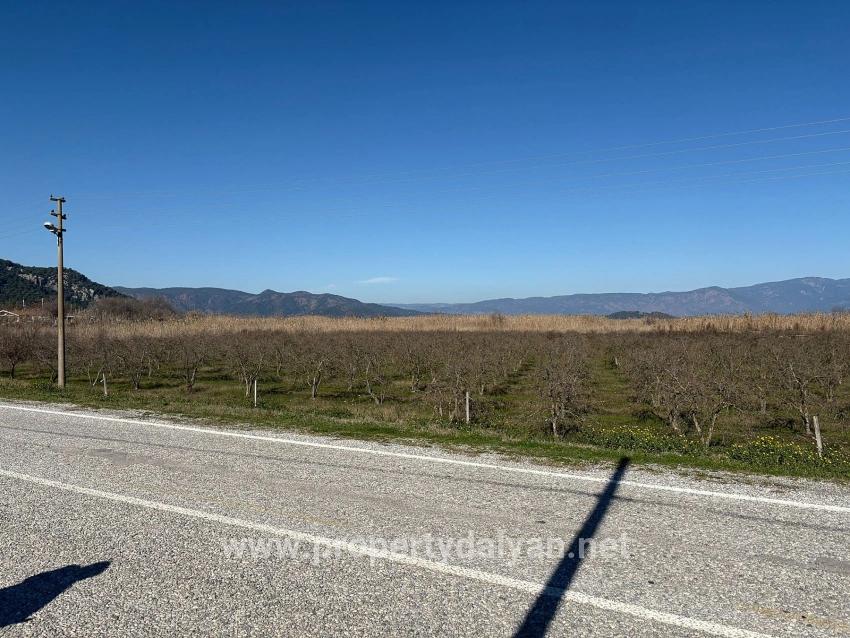 5985m2 Plot Of Land For Sale In Dalyan, Zoned For 5% Vineyard/orchard Use.