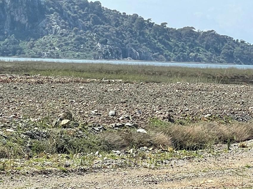 19,600 M² Plot Of Land For Sale, Located Directly On The Road To Dalyan Iztuzu Beach.