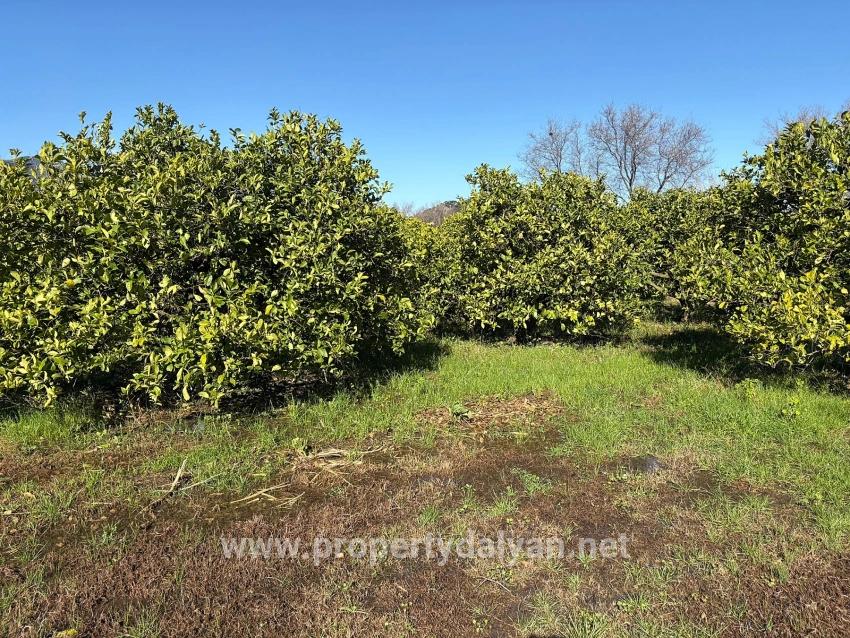 Lemon Orchard For Sale In Dalyan, 16,500 M²