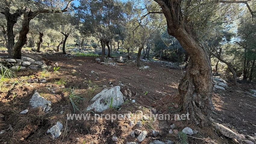 2b Field Of 5715m2 For Sale With Full Sea View In Çandır