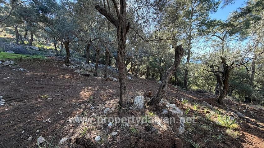 2b Field Of 5715m2 For Sale With Full Sea View In Çandır