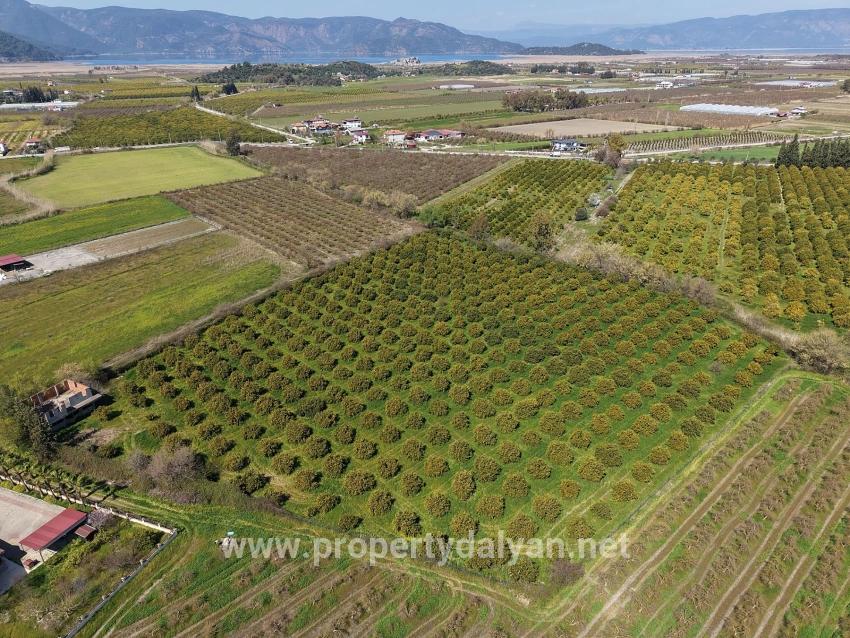 Vineyards & orchards For sale in Dalyan Nbh. Ortaca - Vineyards & orchards Zoned - 17.550 m²