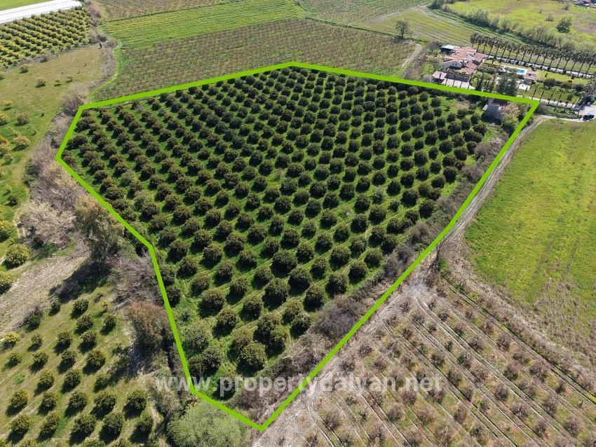 17.550m2 Vineyard-bahce For Sale Close To Dalyan Center