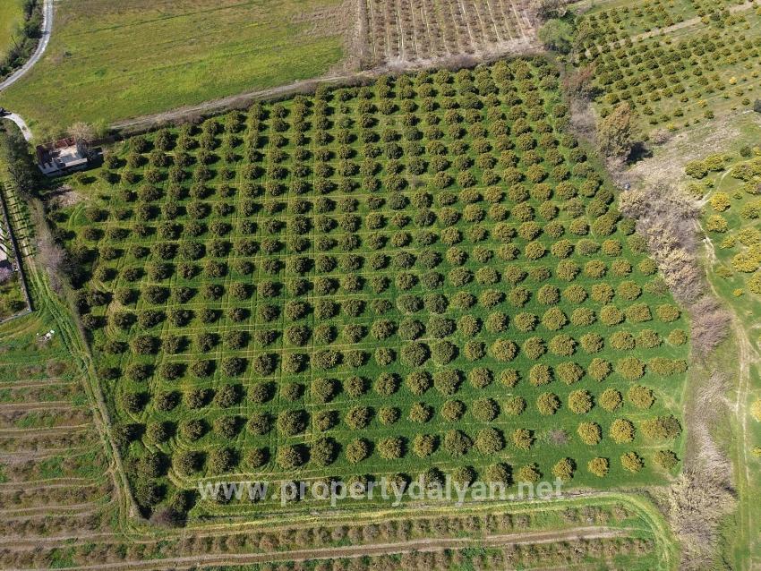 17.550m2 Vineyard-bahce For Sale Close To Dalyan Center