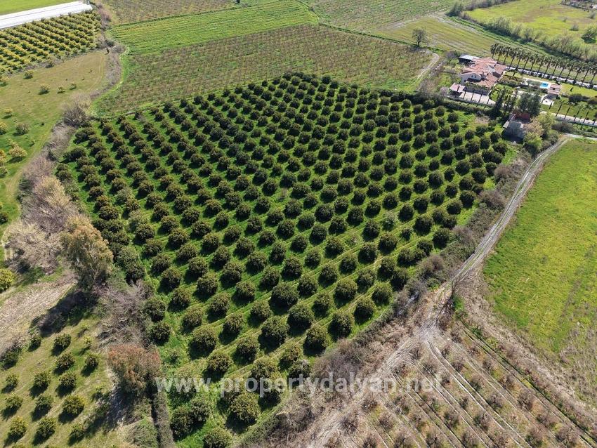 17.550m2 Vineyard-bahce For Sale Close To Dalyan Center
