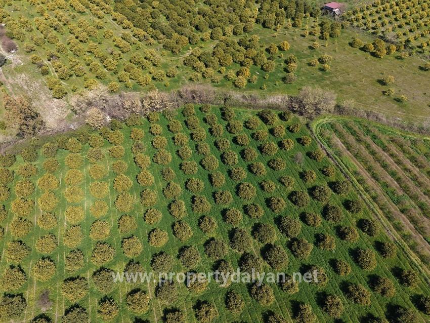 17.550m2 Vineyard-bahce For Sale Close To Dalyan Center