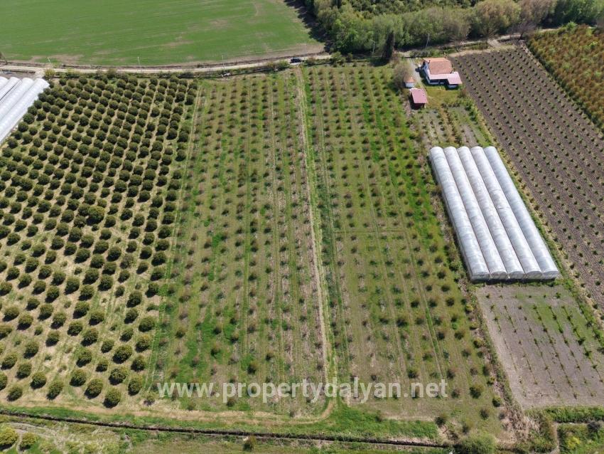 16,000 M² Pomegranate Orchard For Sale In Eskiköy